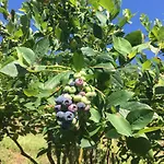 Bed & Breakfast Agrialpi By Salfrutta 3*