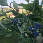 Agrialpi By Salfrutta 3* Bricherasio