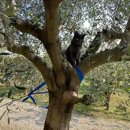 Bed & Breakfast Agrialpi By Salfrutta