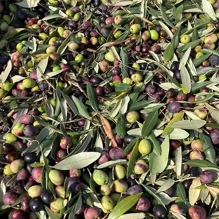 Agrialpi By Salfrutta Bricherasio