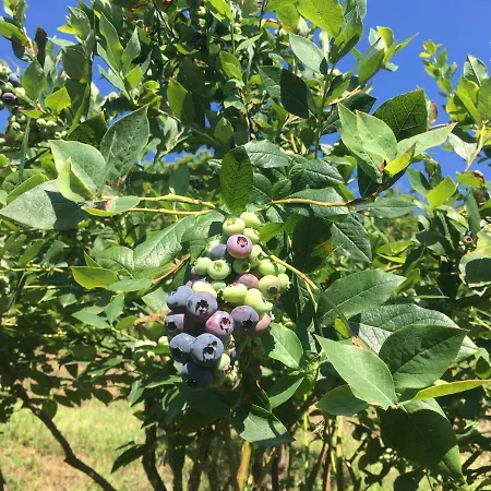 Bed & Breakfast Agrialpi By Salfrutta 3*