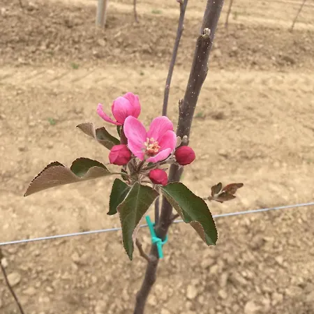 Agrialpi By Salfrutta