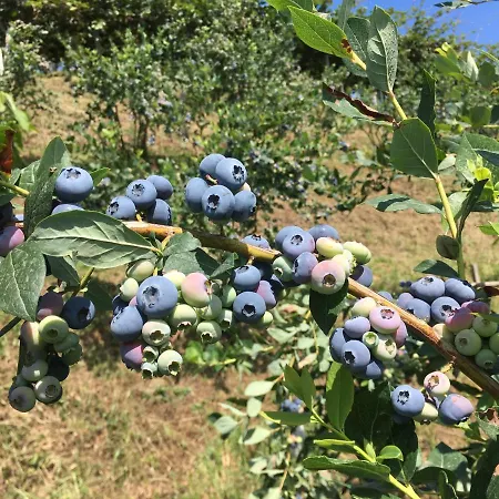 Agrialpi By Salfrutta