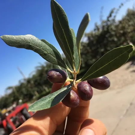 Agrialpi By Salfrutta 3*