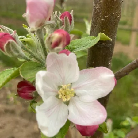 Agrialpi By Salfrutta Nocleg ze śniadaniem 3*