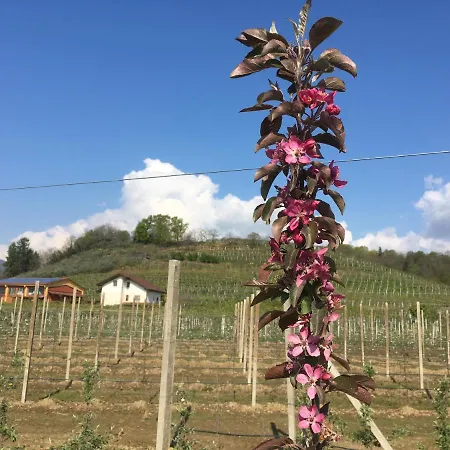 Bed & Breakfast Agrialpi By Salfrutta Bricherasio