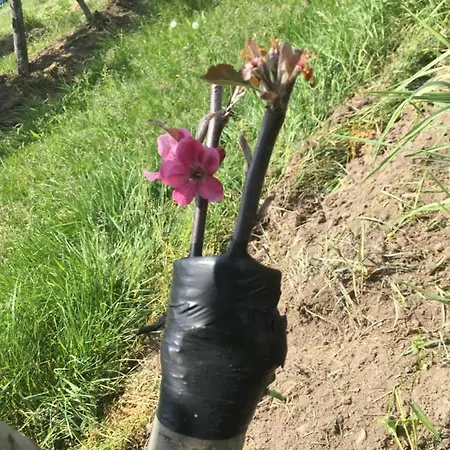 Agrialpi By Salfrutta 3*