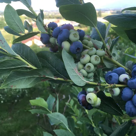 Agrialpi By Salfrutta Nocleg ze śniadaniem Bricherasio