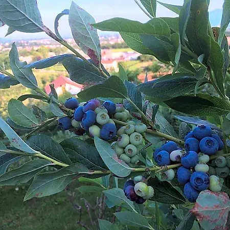 Agrialpi By Salfrutta Bed and breakfast