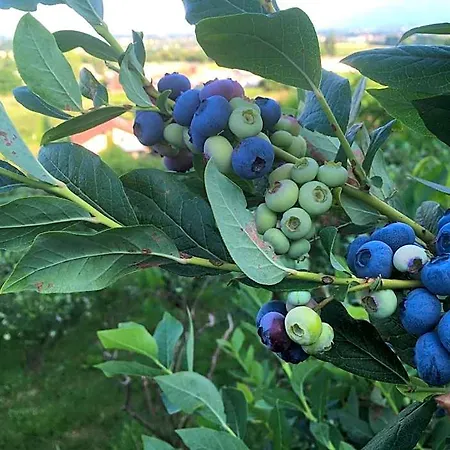 Agrialpi By Salfrutta Bed and breakfast 3*