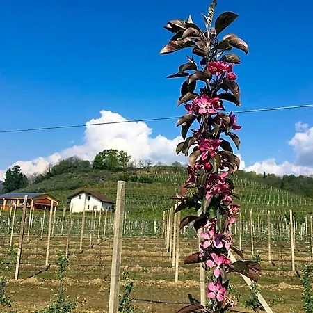 Agrialpi By Salfrutta 3*