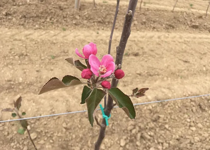 Agrialpi By Salfrutta