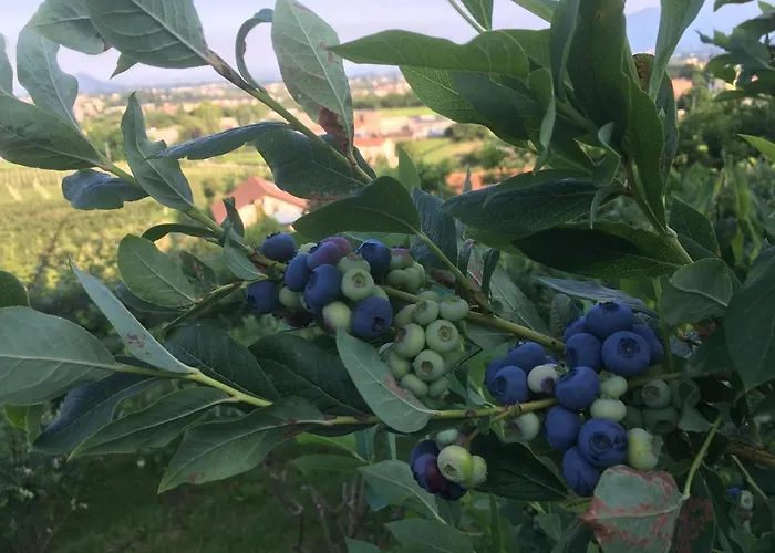 Agrialpi By Salfrutta 3* Bricherasio